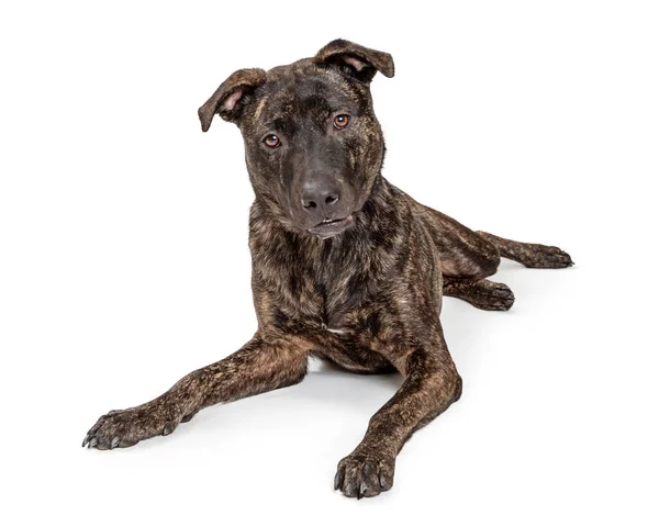 Adorable Brindle Pit Bull Head Resting Studio Listens Looks Attentive — Stock Photo, Image