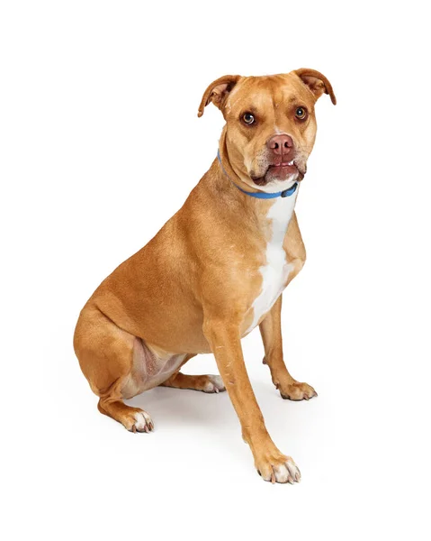 Full Length Studio Shot Cute Calm Brown Pet Dog Visible — Stock Photo, Image