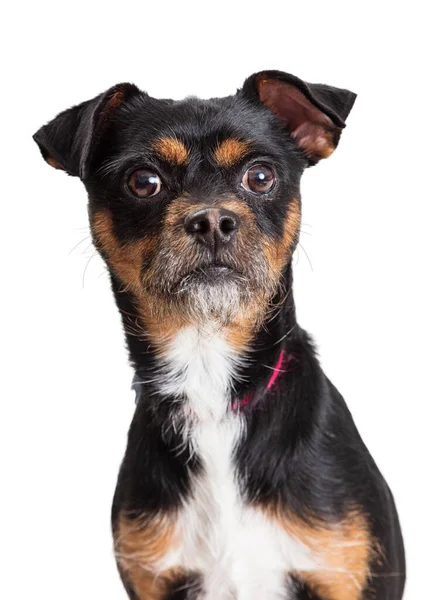 Tricolor Pet Teriér Pes Pozorně Naslouchá Velkýma Očima Bílé Vousy — Stock fotografie