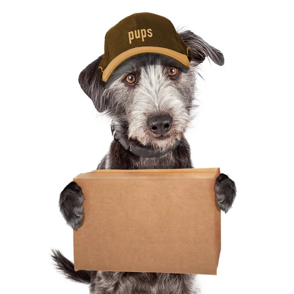 Netter Terrier Hund Mit Liefermütze Hält Verpackten Karton Den Pfoten — Stockfoto