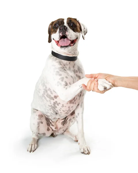 Dost Canlısı Pitbull Melez Köpek Gülümsüyor Mutlu Sıkışıyor Gibi Görünüyor — Stok fotoğraf