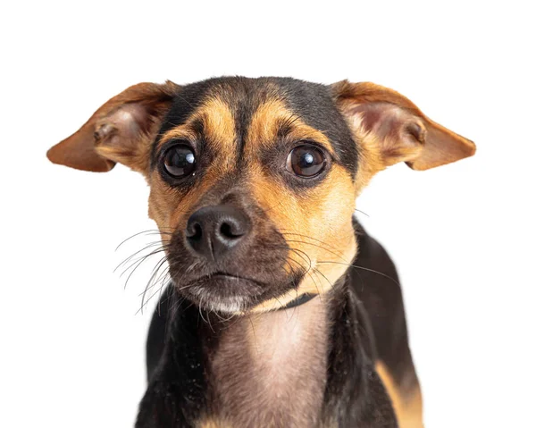 Sakin Şirin Küçük Melez Melez Bir Köpek Dikkatlice Kameranın Dışına — Stok fotoğraf