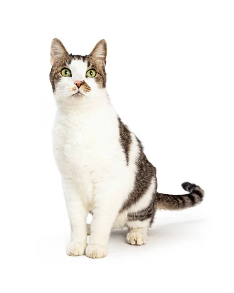Pretty Grey White Domestic Medium Hair Pet Cat Green Eyes — Stock Photo, Image