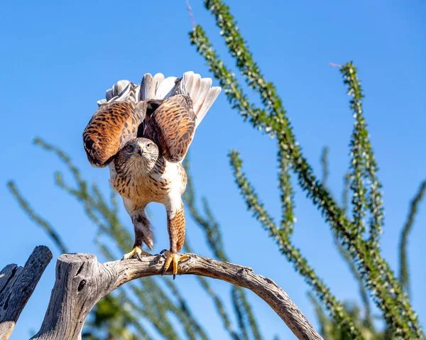 Ένα Ferruginous Γεράκι Στέκεται Μόνο Φτερά Έξω Ένα Κλαδί Δέντρο — Φωτογραφία Αρχείου
