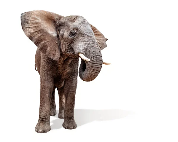 Большой Взрослый Африканский Слон Закрывает Уши Стоит Изолированным Белом Фоне — стоковое фото