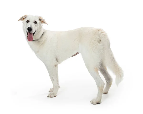 白いペット犬を口を開けて 舌を出して注意深く耳を傾け スタジオの白い背景に向かって左向きに立つ — ストック写真