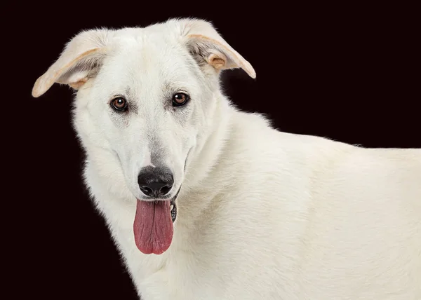 Large Pet White Mixed Breed Dog Looks Camera While Panting — Stock Photo, Image