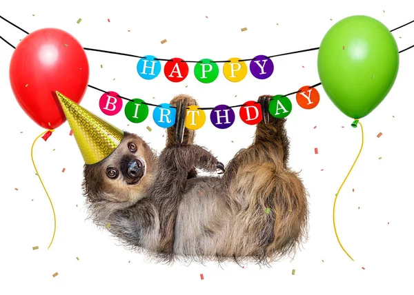 Festive Wild Sloth Animal Wears Party Hat Hangs Happy Birthday — Stock Photo, Image