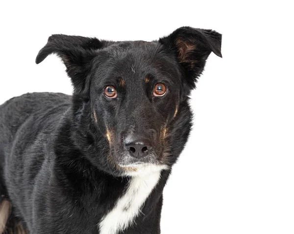 Atento Grande Animal Estimação Preto Misto Raça Cão Escuta Olha — Fotografia de Stock
