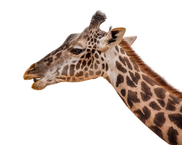Студійний Набір Знімок Жирафа Масаї Обличчям Ліворуч Відкритим Ротом Язик — стокове фото