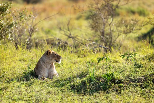 Una Leona Africana Espera Tranquilamente Naturaleza Una Sabana Soleada Rodeada —  Fotos de Stock