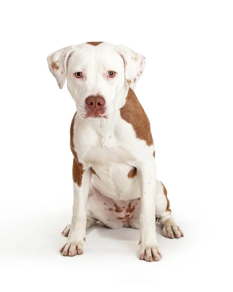 Kahverengi Benekli Sevimli Beyaz Köpek Sakince Oturup Beyaz Arka Planda — Stok fotoğraf