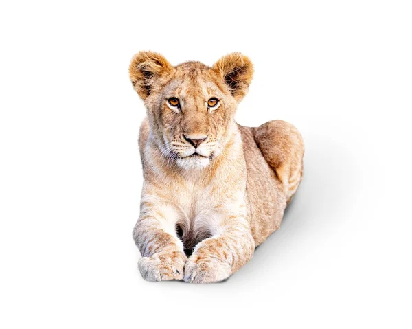Jonge Afrikaanse Leeuwenwelp Ligt Kijkt Vooruit Geïsoleerd Wit — Stockfoto