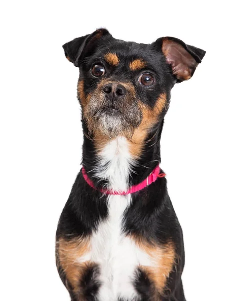 Atento Cão Terrier Animal Estimação Tricolor Com Olhos Grandes Barba — Fotografia de Stock