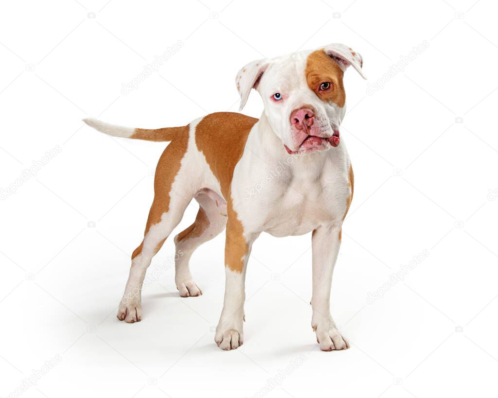 Alert pet pit bull dog with multicolored eyes tilts his head listening attentively and standing isolated against a white background