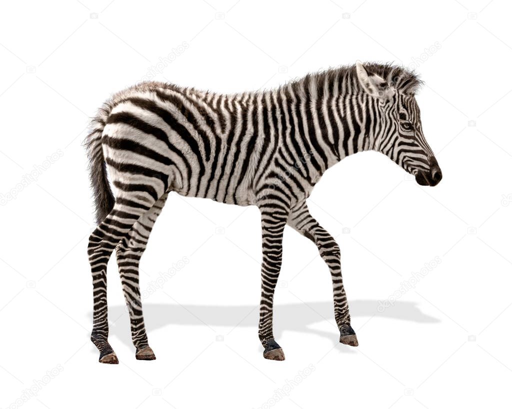 Studio shot of a baby plains zebra facing right and walking while isolated on white background