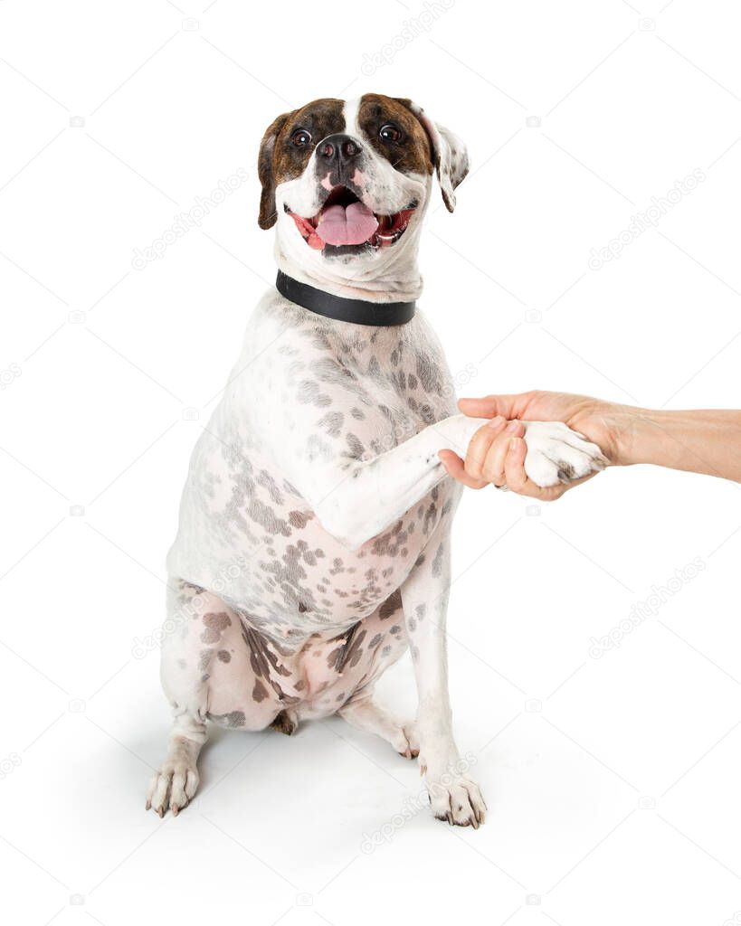Friendly pit bull  mixed breed dog looking as if he is smiling, happy and shaking hands panting with his tongue out, isolated against white studio background