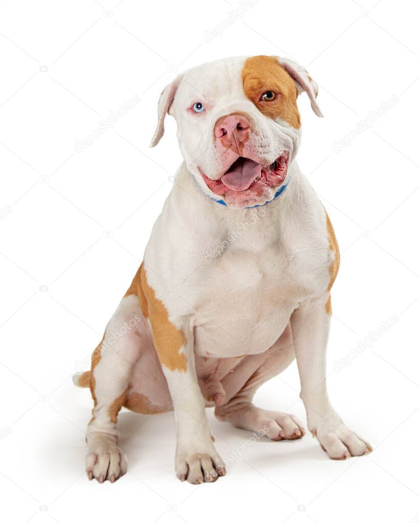 Attentive panting pit bull sits with mouth open and tongue out looking slightly off camera with multicolored eyes isolated on a white studio background