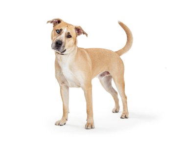 Güzel Labrador Retriever melez köpeği beyaz arka planda yan yana duruyor.