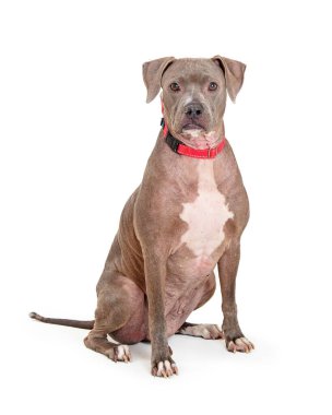 Güzel mavi Staffordshire Terrier köpeği kameraya bakıyor.