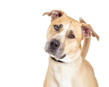 Güzel, yetişkin, sarı, karışık Labrador Retriever köpeğinin yakın çekimi. Gözleri farklı renklerde, kameraya bakıyor.