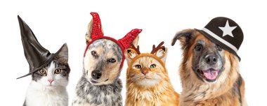 Cadılar Bayramı kostümü giyen kediler ve köpekler beyaz yatay web pankartımızda yan yana dururlar.