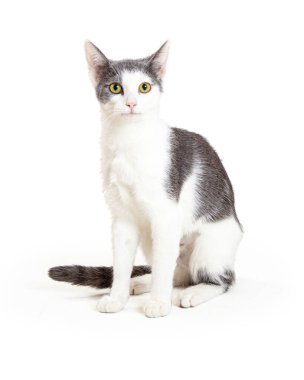 Şirin gri ve beyaz steyşın, yan yana oturan genç kedi dikkatle ileriye bakıyor.