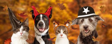 Sonbaharda altın rengi arka plan web pankartıyla Cadılar Bayramı kostümleri giyen kedi ve köpekler.