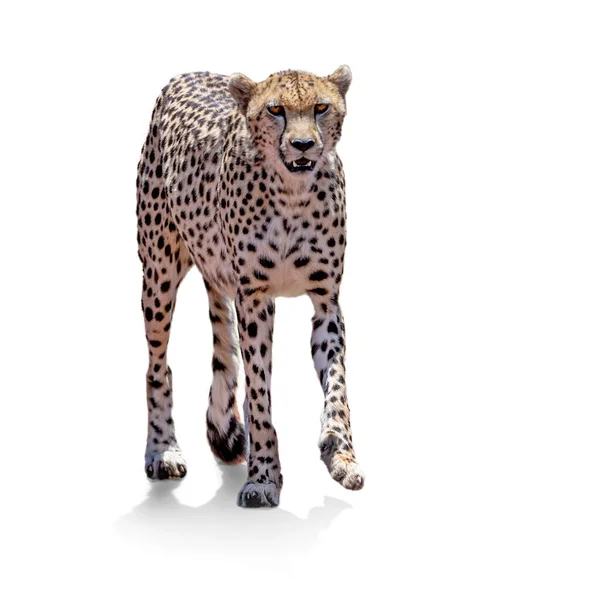 大人アフリカのCheetahウォーキングとともに口を開けて歯ショーでスタジオショットのために白の背景 — ストック写真