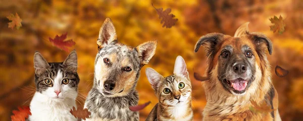 Herbst Szene Web Banner Mit Einer Reihe Von Hunden Und — Stockfoto