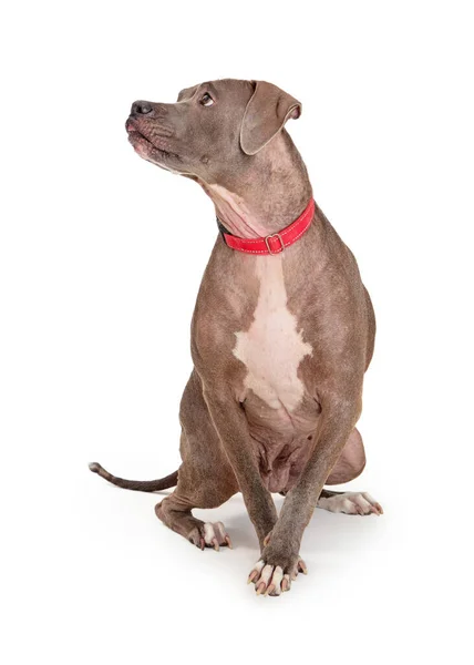 Grote Ras Vriendelijke Hond Zitten Draaien Hoofd Terwijl Zoek Met — Stockfoto