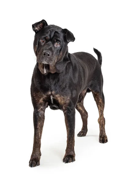 Hermoso Color Negro Rottweiler Sharpei Perro Cruzado Pie Mirando Hacia — Foto de Stock