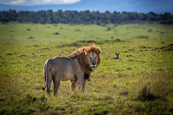 Vista Trasera León Africano Adulto Pie Sobre Una Sabana Girando —  Fotos de Stock