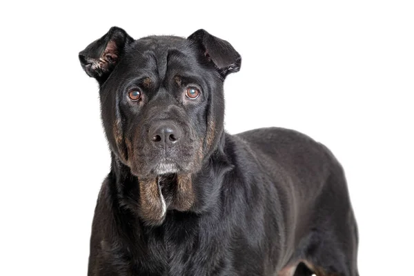 Primer Plano Hermoso Color Negro Rottweiler Shar Pei Cruzado Perro —  Fotos de Stock