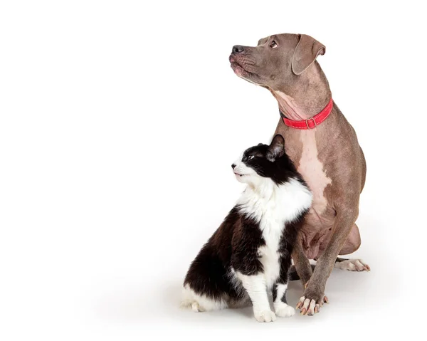 Large Mixed Breed Dog Cat Sitting Together White Looking Side — Stock Photo, Image