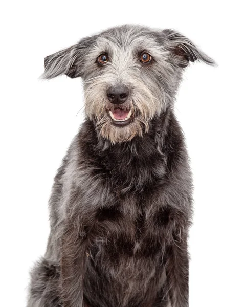 快乐而友善的灰色小狗毛茸茸的小狗 满嘴欢快的样子 — 图库照片