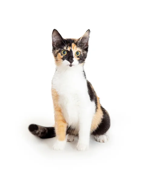Roztomilý Mladý Tri Color Calico Kotě Sedí Těší Kameru — Stock fotografie