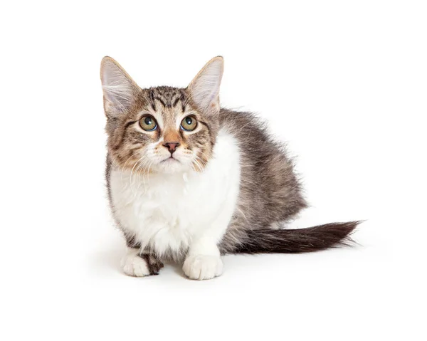 Cute Young Tabby White Kitten Lying White Background Lifting Head — Stock Photo, Image