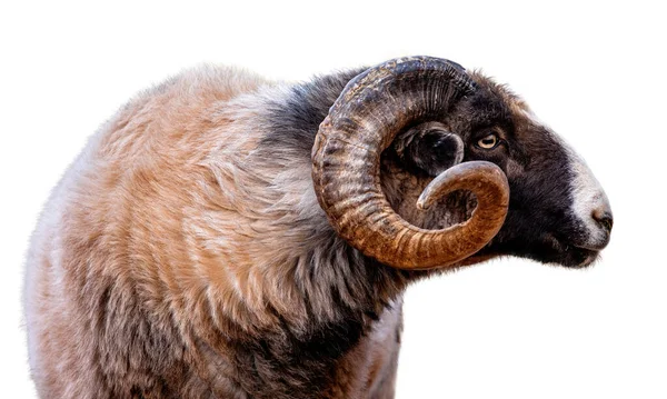 Завершення Студії Вівці Навахо Черро Показує Його Кучерявий Ріг Коли — стокове фото
