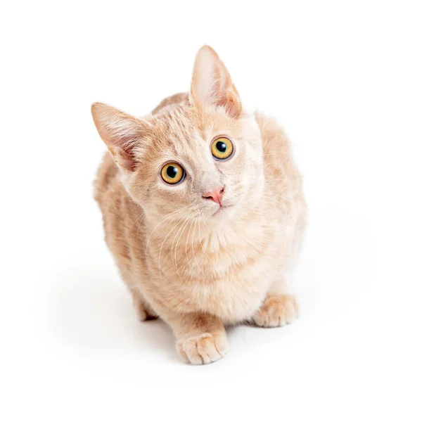 Lindo Curioso Joven Buff Tabby Gato Sentado Mirando Hacia Arriba —  Fotos de Stock