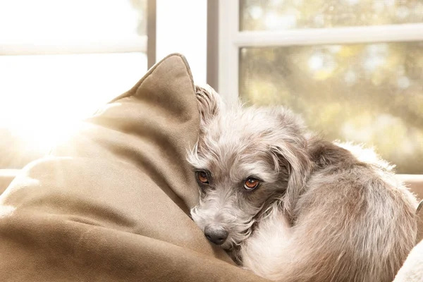 Lindo Perro Mimado Raza Terrier Pequeño Acurrucado Una Almohada Sofá —  Fotos de Stock