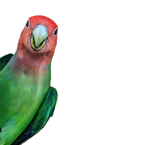 Pombo Amor Tropical Vermelho Verde Colorido Inclina Isolado Contra Fundo — Fotografia de Stock