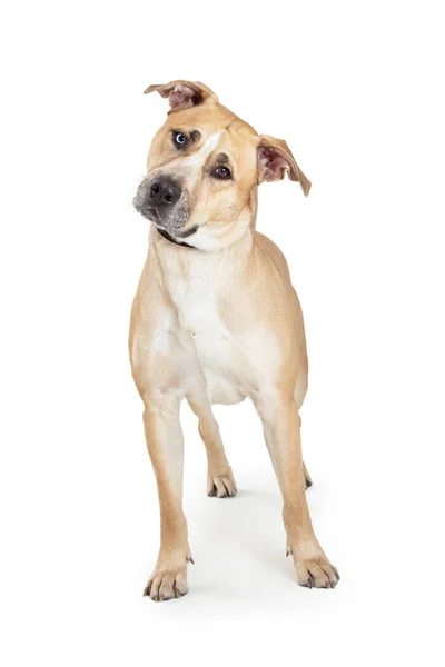 Piękny Duży Żółty Mieszany Pies Labrador Retriever Stoi Przechylona Głowa — Zdjęcie stockowe