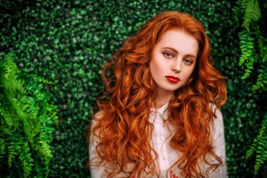 yeşil bitki arka plan üzerinde