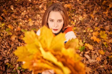 Sarı akçaağaç yaprakları