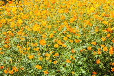 Bahçedeki çayır sarı çiçekleri.