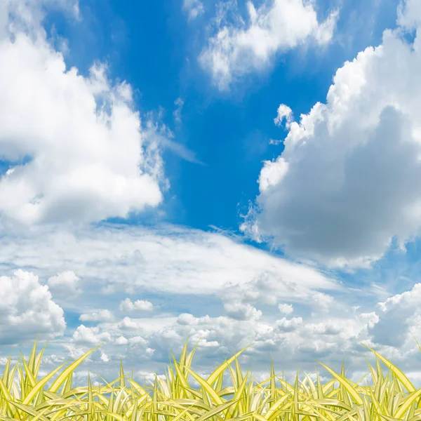 Green Grass Blue Sky Background — Stock Photo, Image