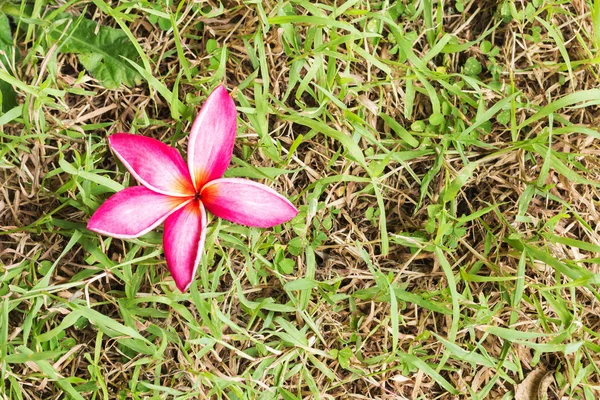 Nahaufnahme Rosa Plumeria Auf Gras — Stockfoto