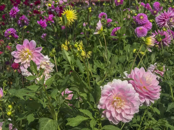 Engelska Country Cottage Garden Med Blommor Ståtliga Hem — Stockfoto