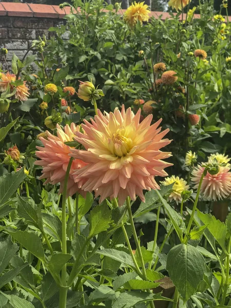 Englischer Landhausgarten Mit Blumen Des Stattlichen Hauses — Stockfoto